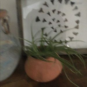 Clay vase planter